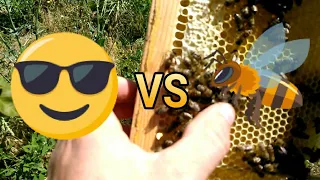 🎓vs🐝🍯 "Эксперты" против пчел. Мед с однорамочного отводка на главном взятке. Пчеловодство