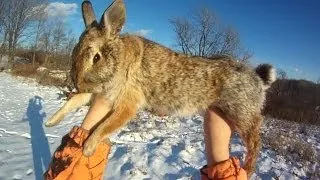 Small Game Hunting #12: 1 Cottontail Rabbit by 20 Ga. Shotgun