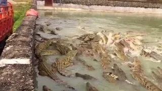 Crocodile farm. Crocodile feeding every day, crocodile eating video.P13