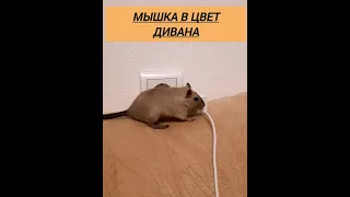 Мышка в цвет дивана😁/Побег песчанки #animal #gerbils #животные #крыса #монгольская #хомяк #shorts