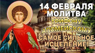 САМАЯ СИЛЬНАЯ ИСЦЕЛЯЮЩАЯ МОЛИТВА ТРИФОНУ АПАМЕЙСКОМУ! 14 ФЕВРАЛЯ ДЕНЬ ТРИФОНА АПАМЕЙСКОГО