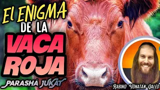 🔥 La "VACA ROJA" - ¡Revelando el ENIGMA! "פרה אדומה" | Parashá "JUKÁT" | Rabino Yonatán Galed