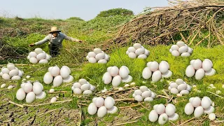 WOW WOW men spotted many duck eggs in a dehydrated lake.