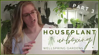 ALOCASIA Unboxing!! Massive Houseplant Unboxing Part 3 | Wellspring Gardens Shopping