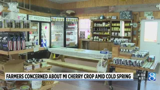 Farmers concerned about MI cherry crop amid cold spring
