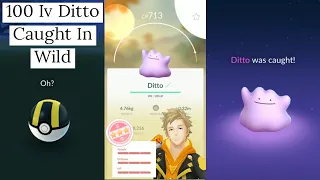 100 Iv Ditto Caught In Pokemon Go | Max Cp Ditto Caught In Wild | Ditto Pokemon in Pokemon Go