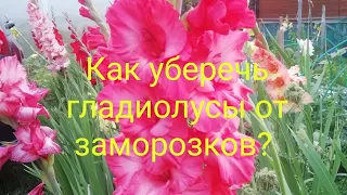 Как уберечь гладиолусы от заморозков?