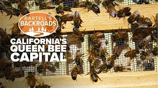 Small California town is the queen bee capital of North America | Bartell's Backroads