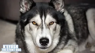 Arguing Husky Refuses To Wave!