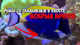 Рыба хирург вскрыла брюхо своему соседу | Морской аквариум