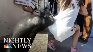 Sea Lion Attack: Child Victim’s Father Speaks Out | NBC Nightly News