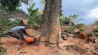 Cut down 2 trembesi trees that are prone to falling behind the house.