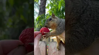 Squirrel grabs strawberry! 🥰#shorts #animals #cute #viral