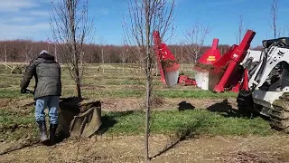 Spring Digging 2023 - Carpinus bet. Fastigiata Pyramidal European Hornbeam