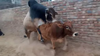 Red cow vs राठी Bull full hd meeting video Animals Vlog Info