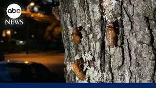 'Cicadapocalypse' swarms Midwest