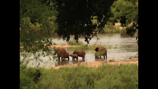 Kruger National Park Episode 1: Skukuza, lower Sabie