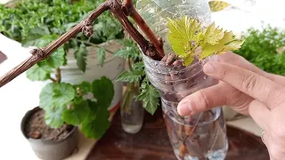 طريقة زراعة و تجذيرأغصان العنب في الماء والنتيجة فى اسرع وقت ممكن , Rooting Grapes Cuttings in Water