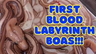 Baby Boa Constrictor birth of the first Blood Labyrinth Boas by The Boaphile 2023.