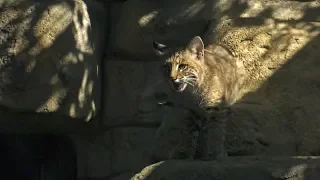 Riverside Students Help Unveil Name of Bobcat Kitten