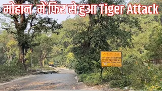 Jim Corbett National Park Tiger Attack | Mohaan Tiger Attack | Tiger Attack Update #tigerattack