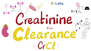 Creatinine Clearance and Kidney Failure - Renal Function Tests