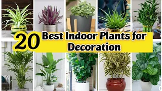 Best Indoor Plants India | Best Indoor plants for Decoration | Best Indoor Plants for Clean Air