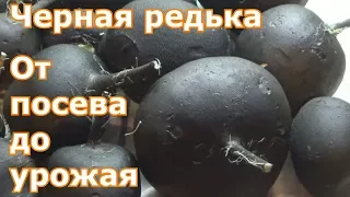 Черная редька. От посева до урожая.