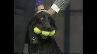 Stupid Pet Tricks on Letterman, September 24, 1985