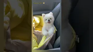 cute dog | adorable baby #shorts #shortsvideo #shortvideo #short #tiktok #youtube #bts #asmr #videos