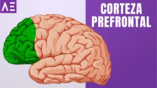 CORTEZA PREFRONTAL | ÁREAS DEL CEREBRO