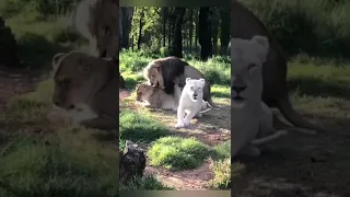 Animal sex (LION & Lioness)