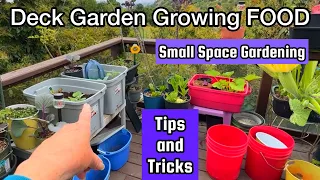 How To Grow a Vegetable Garden on Terrace Deck Small Space Container Gardening Tomatoes Zucchini