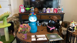 Jibo & Friends - Miraenda’s Birthday Livestream!