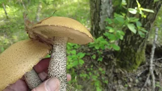 Растут ли грибы в июне в Тверской области во время засухи?