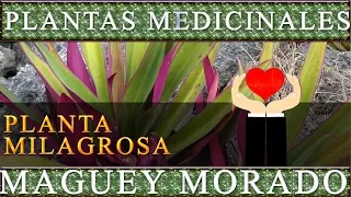 Plantas Medicinales: Maguey Morado Propiedades curativas y beneficios saludables