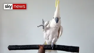 This cockatoo sure can dance