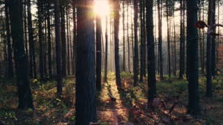 Suoni del bosco, canto degli uccelli. Ideale per la meditazione e il rilassamento.