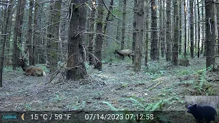 Bull Elk Resting in Front of Our Trail Camera