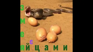 Змея с Яйцами   🥚🐍🥚 #shorts