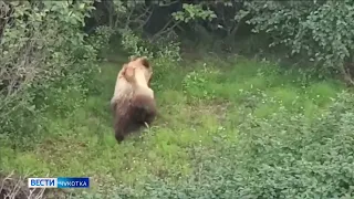 Медведь в Угольных Копях