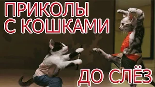 Приколы с кошками ДО СЛЕЗ.  Смешные  КОШКИ.  Подборка приколов с кошками.