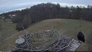 2016/12/10 15h24m a Magpie visit the nest a Raven came in Mapie out