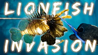 VENOMOUS & INVASIVE LIONFISH Catch & Cook | Spearfishing Greece Pt.3