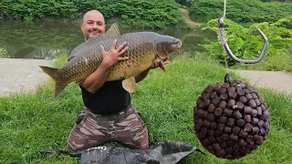 Gigantyczny KARP z rzeki Odry.