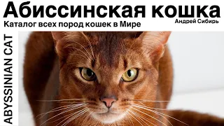 АБИССИНСКАЯ КОШКА. ВСЕ ПОРОДЫ КОШЕК МИРА. ABYSSINIAN CAT .