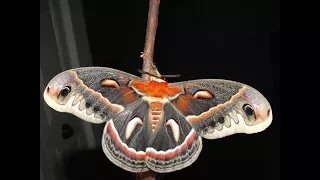 Complete Metamorphosis: A Cecropia Moth Life Cycle.