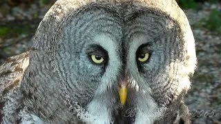 Puštík vousatý (též puštík bradatý, věd. Strix nebulosa) ,Bartkauz,Great Grey Owl