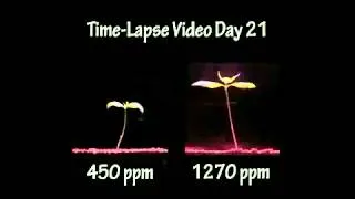 Plant Timelapse CO2 Carbon Dioxide Concentration Global Warming Experiment