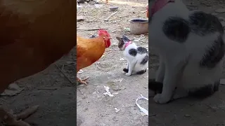Funny Chicken and Cat😂 #shorts #funny